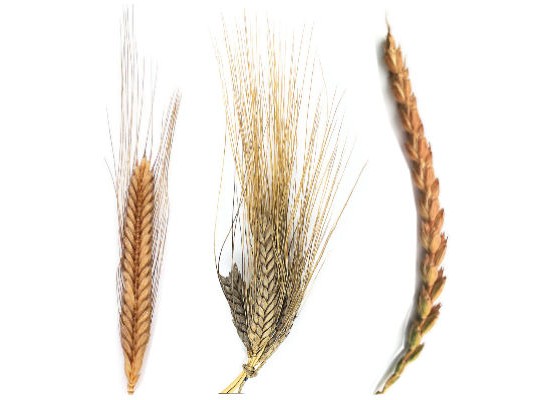 Farro: monococco, dicocco e spelta